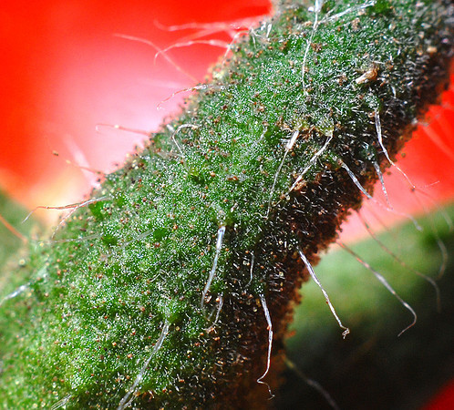 Macro Crop PB.jpg
