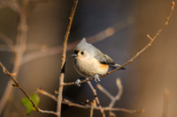 Winter birds 2025