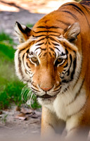 Southwick Zoo 2026