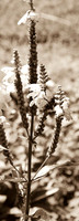 D7K_4207.jpg