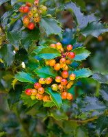 D7K_4209.jpg