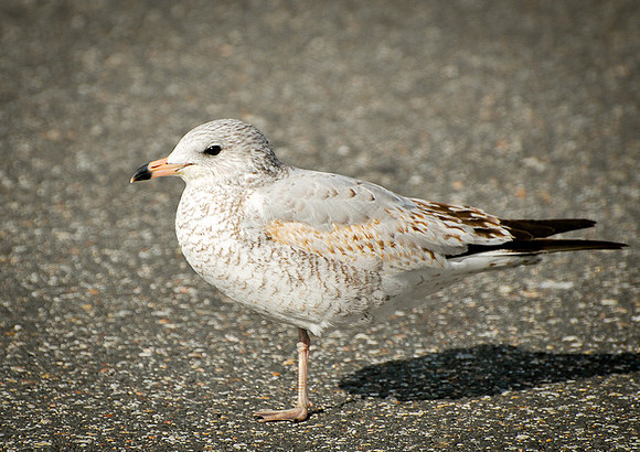 DSC_8463.jpg