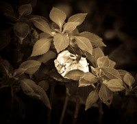 D7K_4189.jpg