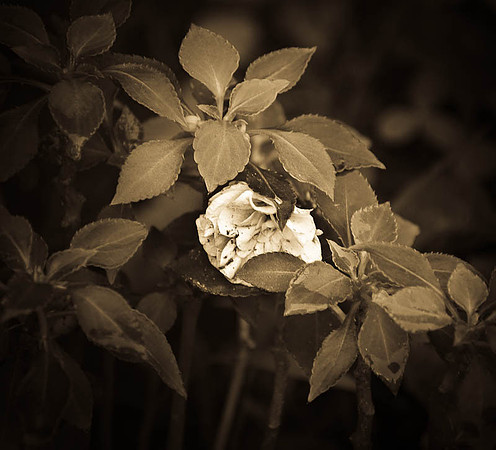 D7K_4189.jpg