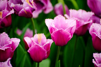 Longwood Gardens - Spring 2010
