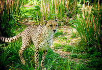 DSC_0666.jpg