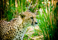 DSC_0667.jpg