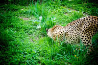 DSC_0672.jpg