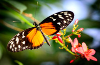 Magic Wings 2010