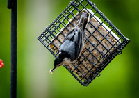 Spring 2014 - Birds