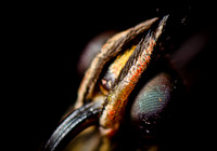 D7K_4208.jpg