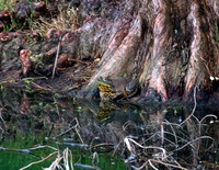 DSC_0807a.jpg