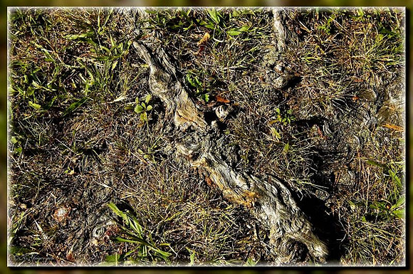 DSC_0454 copy.jpg