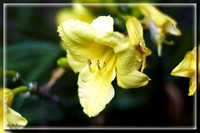 DSC_0034 copy.jpg