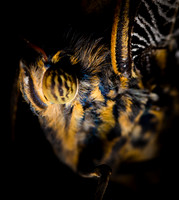 D7K_4183.jpg