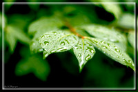 DSC_0048 copy.jpg