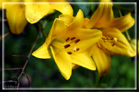 DSC_0009 copy.jpg