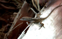 DSC_0156.jpg