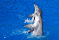 DSC_8175.jpg