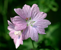 Macro