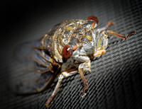 Monster Fly.jpg