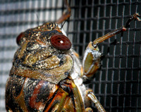 Monster Fly 2.jpg