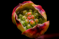 Macro - April 2020