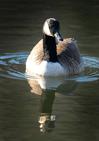 DSC_2515a.jpg