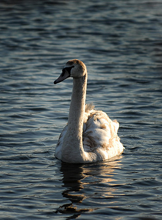 DSC_2718a.jpg