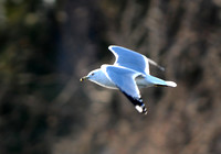 DSC_2507a.jpg