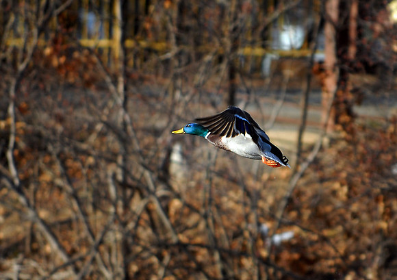 DSC_2614b.jpg