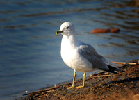 DSC_2474a.jpg