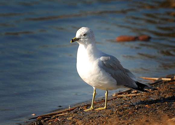 DSC_2474a.jpg
