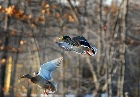 DSC_2594a.jpg