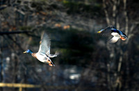 DSC_2597a.jpg