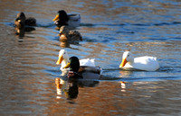 DSC_2516a.jpg
