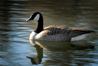 DSC_2496a.jpg