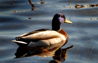 Birds 2006