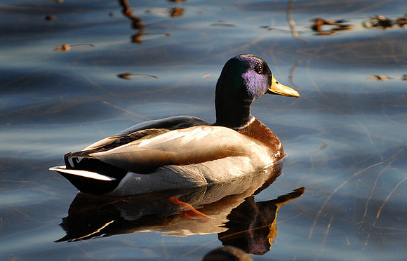 DSC_2642a.jpg