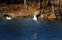 DSC_2616a.jpg