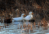 DSC_2629a.jpg