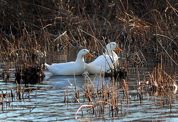 DSC_2629a.jpg