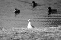 DSC_2463.JPG