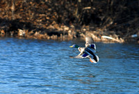 DSC_2620a.jpg