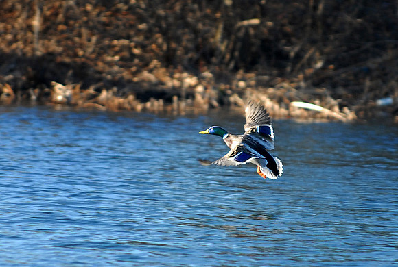 DSC_2620a.jpg