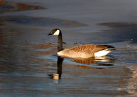 DSC_2682a.jpg