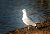DSC_2468a.jpg