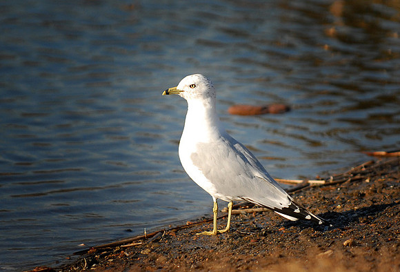 DSC_2468a.jpg