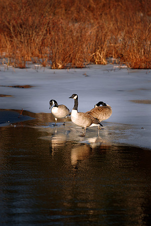 DSC_2665a.jpg