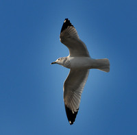 DSC_2587a.jpg